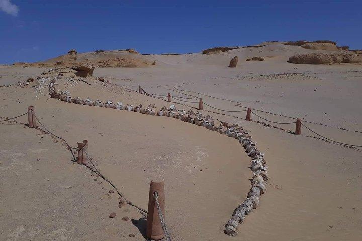 クジラの谷ファイユーム オアシスへの 1 日サファリ旅行