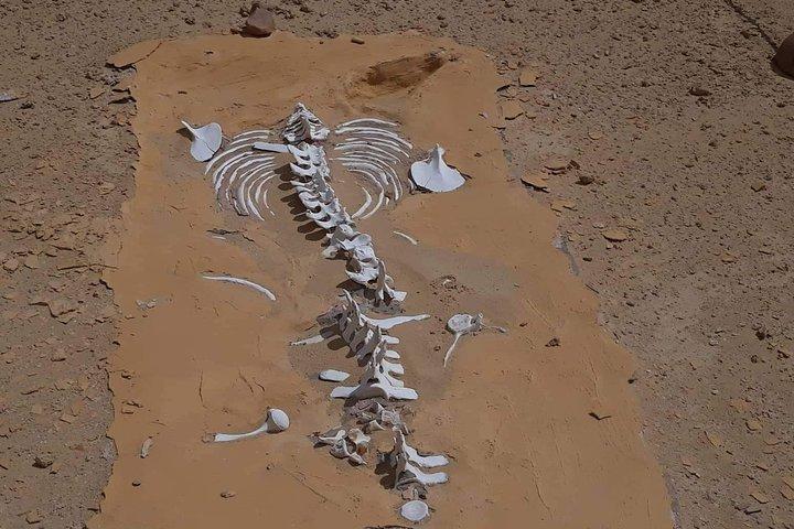 クジラの谷ファイユーム オアシスへの 1 日サファリ旅行