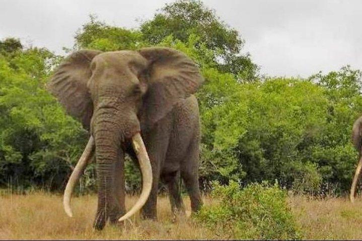 Giornata intera privata Addo Elephant Safari