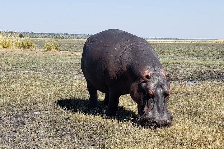 ビクトリアフォールズ発チョベサファリ日帰り旅行 - 少人数グループ