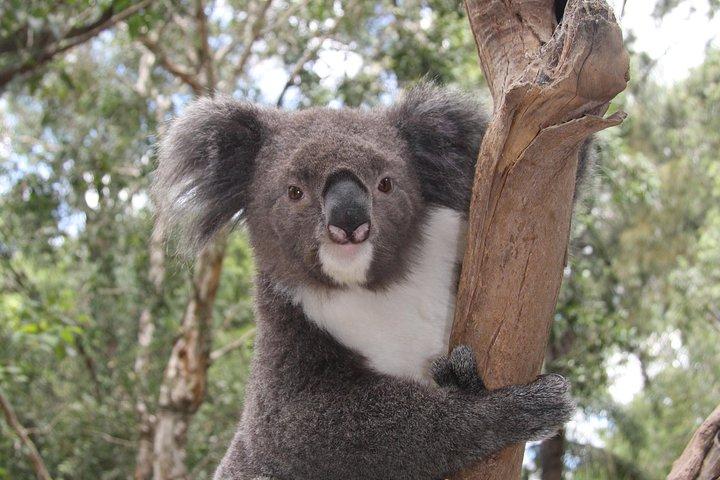 Blue Mountains Private Tour with Kangaroo and Koala Experience