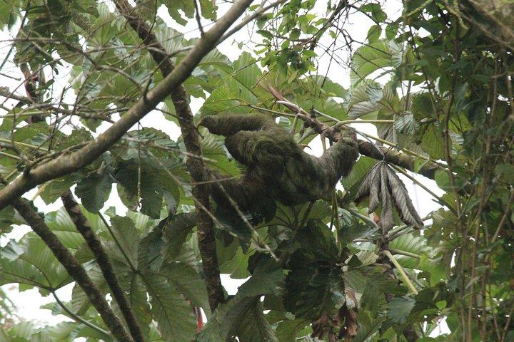 AVVENTURA SLOTH PARK La Fortuna