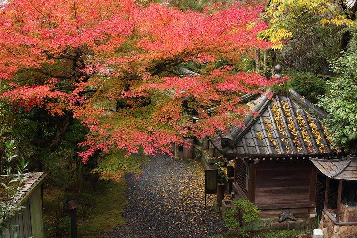 Kimono e cerimonia del tè a Miyajima
