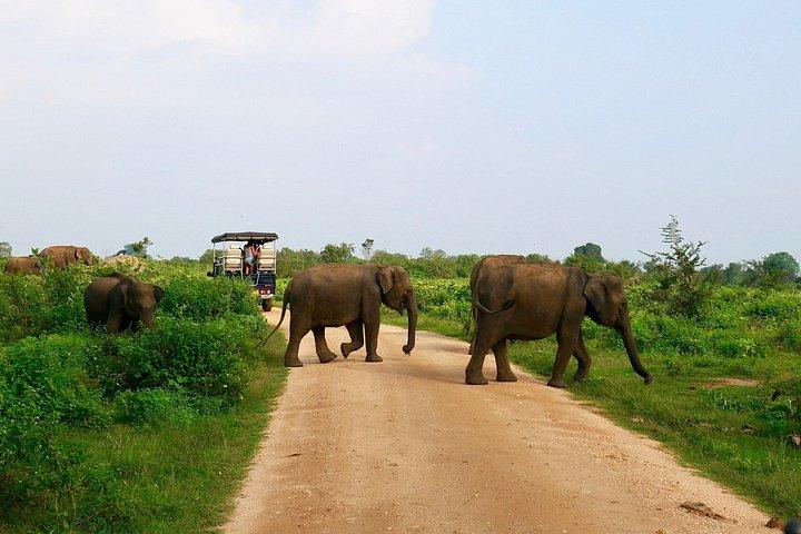ヤララサファリツアーズによるウダワラワ国立公園のモーニングプライベートサファリ