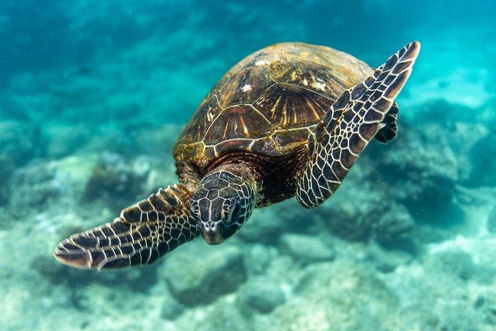 Tour de buceo en barco de 4 horas a tortugas marinas gigantes de arrecife de coral increíblemente divertido
