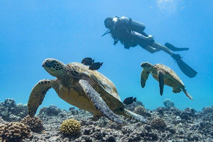 Tour de buceo en barco de 4 horas a tortugas marinas gigantes de arrecife de coral increíblemente divertido