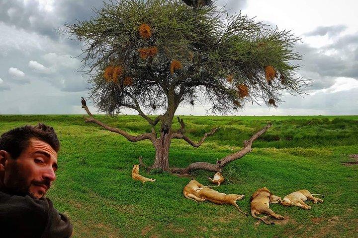 6 dage det bedste ved Tanzania Safari