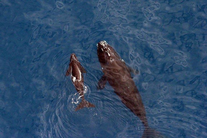 ホエールウォッチングヘルマンス :