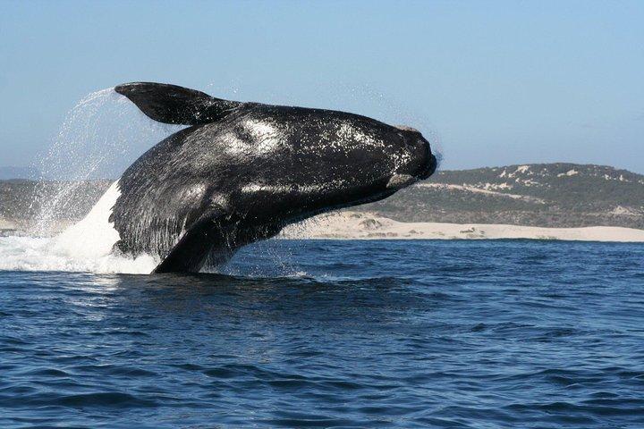 Avistamiento de ballenas Hermanus: