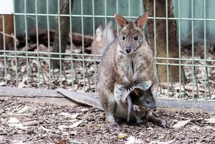 Blue Mountains Private Tour | Koala, Kangaroo, & Waterfalls Day