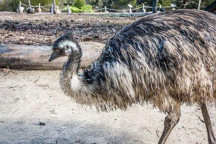 Kangaroo Encounter & Aboriginal Rock Arts Half-Day Trip from Sydney