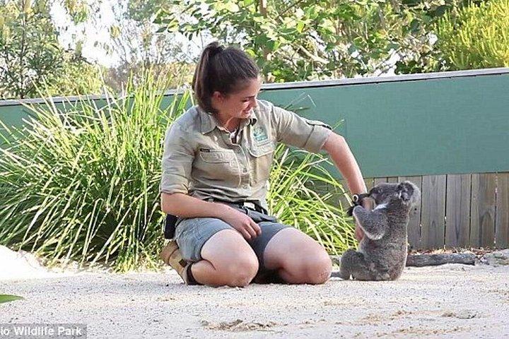 ワイルドライフ、ワイン＆ウェーブ：シドニー発サウスコーストアドベンチャー
