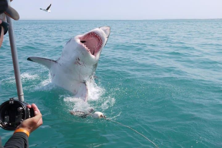 Shark Cage Diving