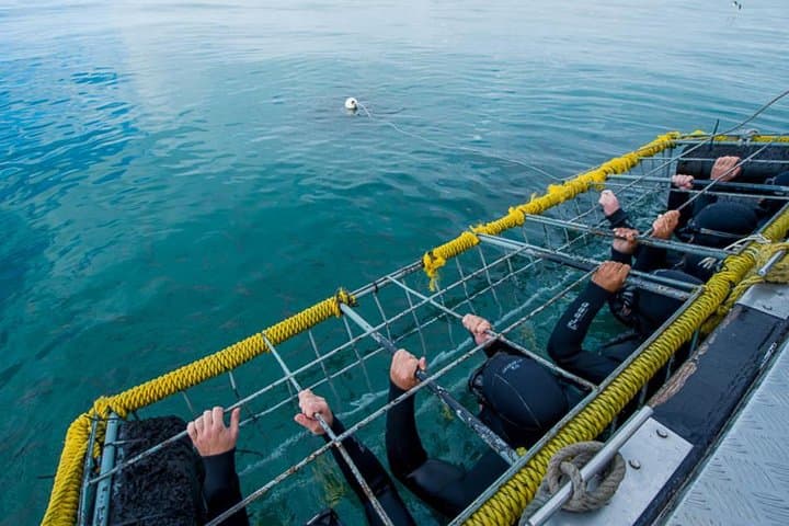 Shark Cage Diving