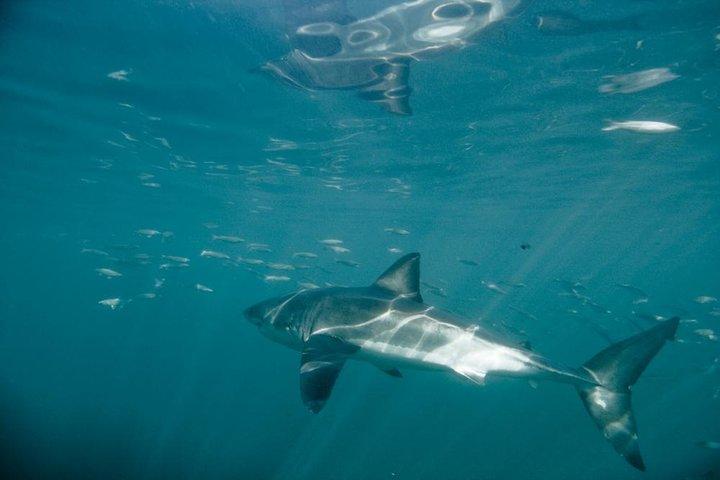 Immersione con gabbia di squalo