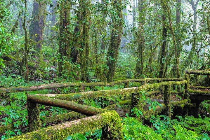 Doi Inthanon, Waterfall + Royal Project de Chiang Mai com almoço