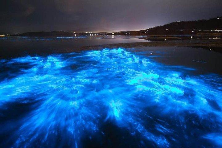 Excursão de geleia de pente bioluminescente ao pôr do sol e golfinhos