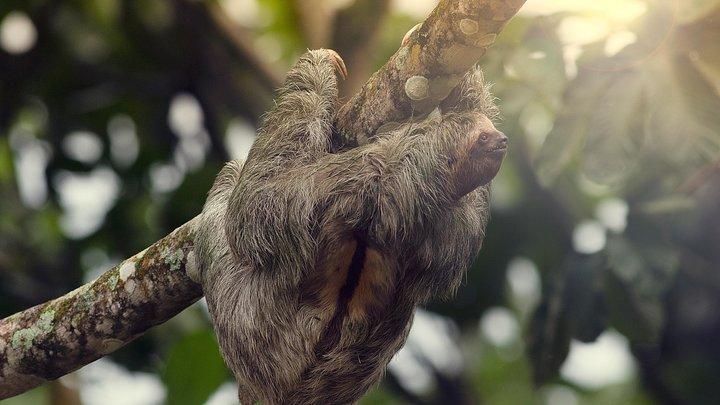 Hoteller i nærheden af Sloth Sanctuary and Rafting Class II & III Combo Tour