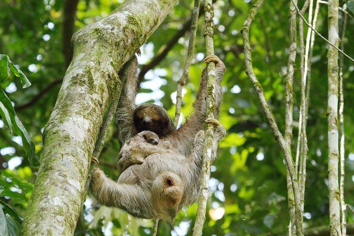 Hoteller i nærheden af Sloth Sanctuary and Rafting Class II & III Combo Tour