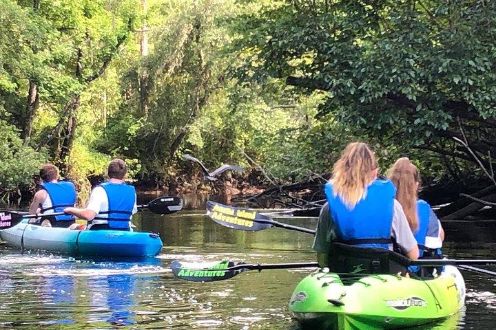 Visite guidée écologique en kayak: véritable aventure en Floride