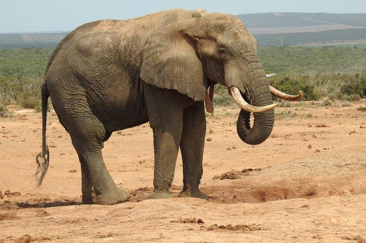 Heldags privat Addo Elephant Safari