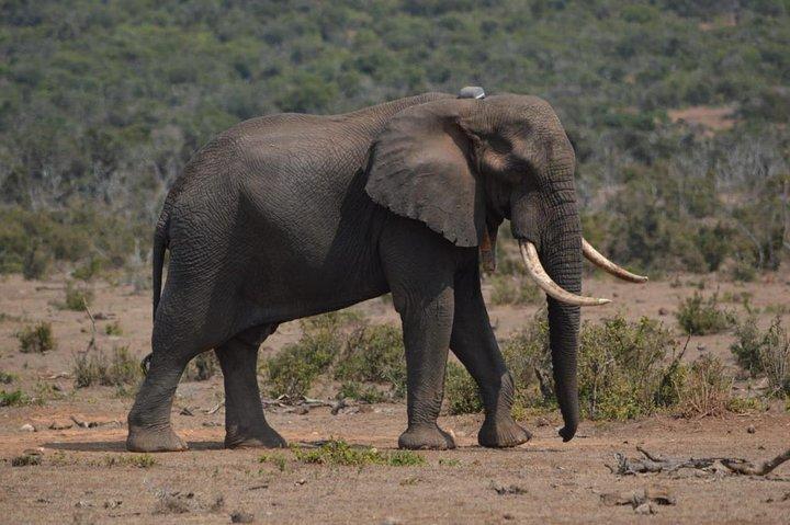 Heldags privat Addo Elephant Safari