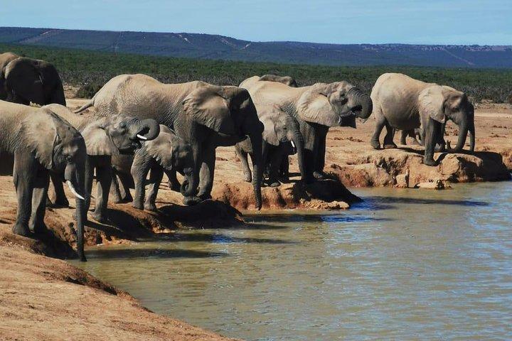 Heldags privat Addo Elephant Safari