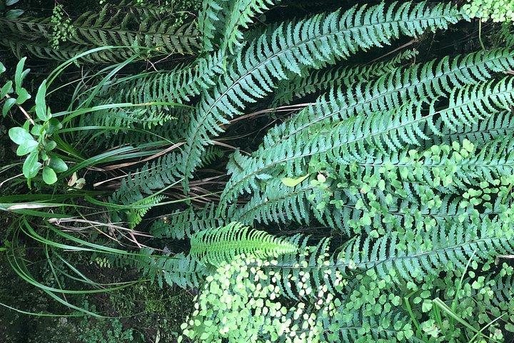Day Trip To Menagesha Suba Forest