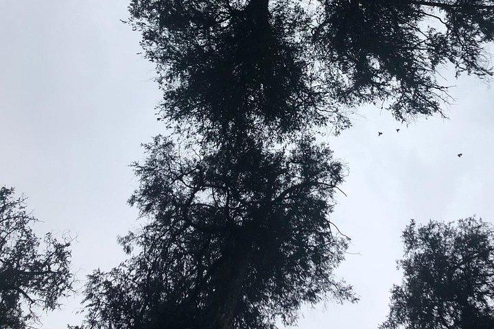 Day Trip To Menagesha Suba Forest