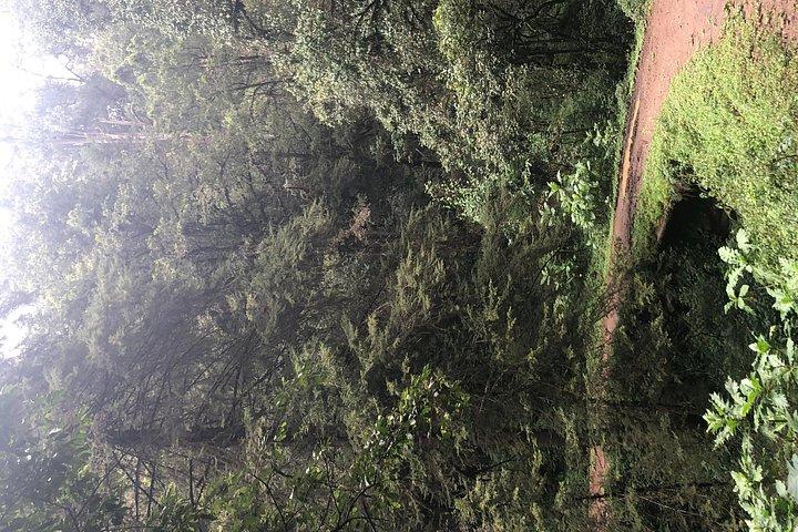 Day Trip To Menagesha Suba Forest