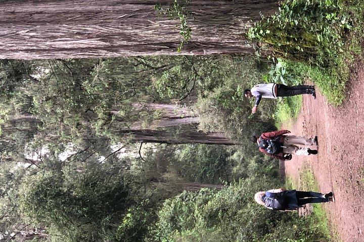 Day Trip To Menagesha Suba Forest