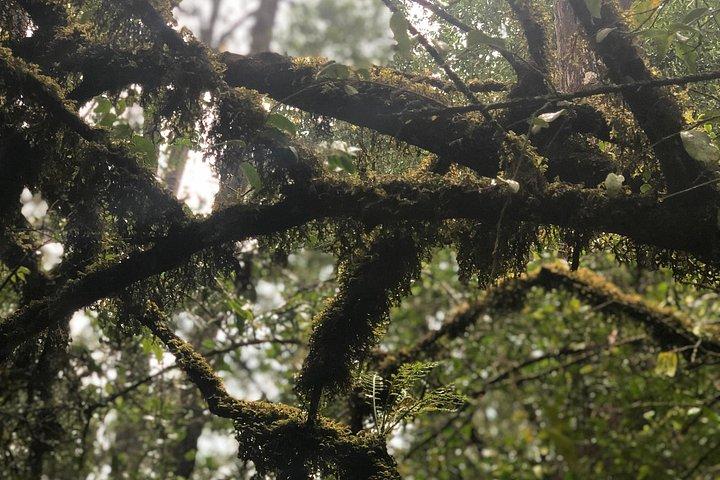 Day Trip To Menagesha Suba Forest