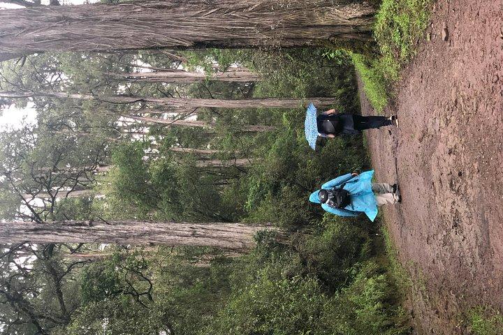 Day Trip To Menagesha Suba Forest