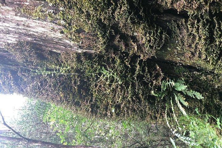 Day Trip To Menagesha Suba Forest