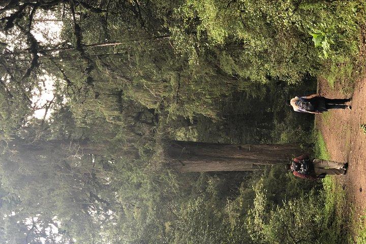 Day Trip To Menagesha Suba Forest