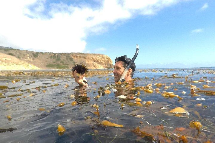 Mergulho com snorkel em Los Angeles