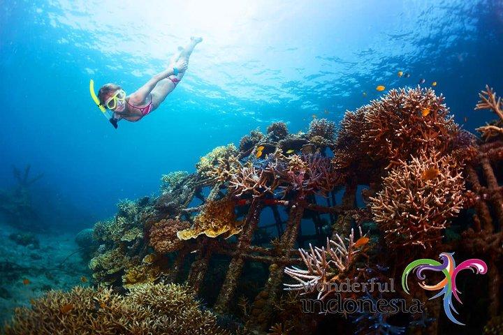 Diviértete 1 día en Nusa Penida: snorkeling, kelingking y playa rota con almuerzo incluido