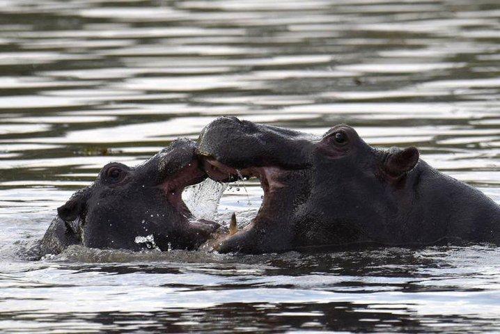 Übernachtungscampingsafari im Chobe-Nationalpark von Victoria Falls