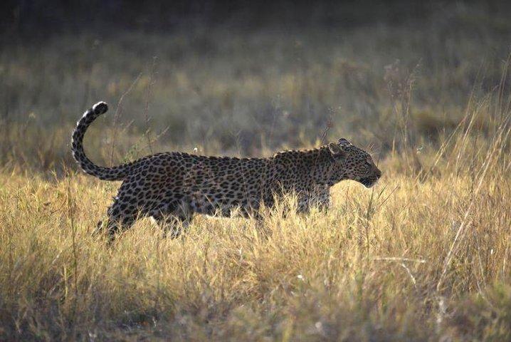 Übernachtungscampingsafari im Chobe-Nationalpark von Victoria Falls