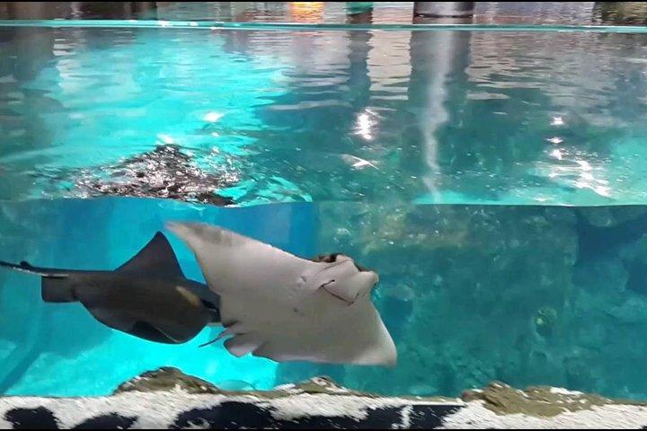 Istanbul Aquarium and Aqua Florya Independent Shopping Trip