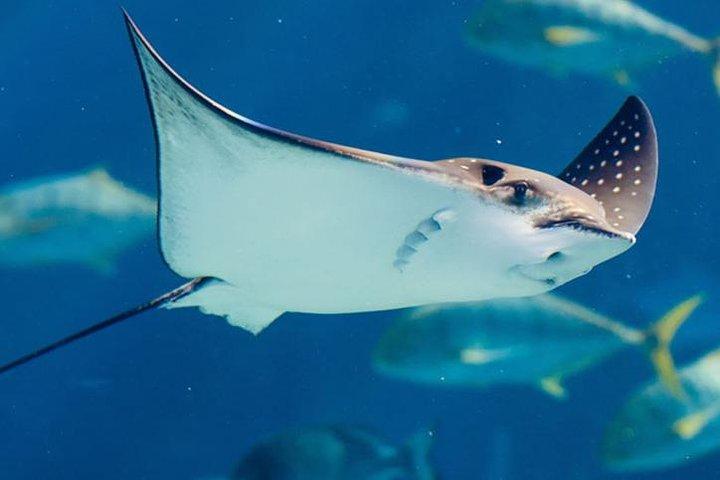 Istanbul Aquarium and Aqua Florya Independent Shopping Trip