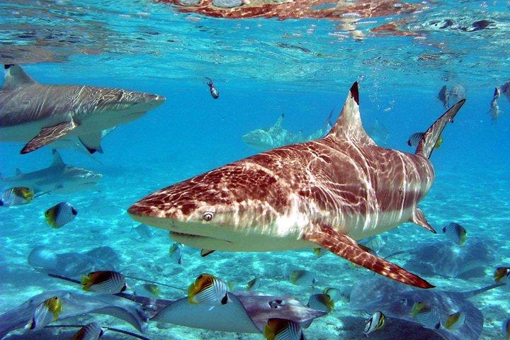 Istanbul Aquarium and Aqua Florya Independent Shopping Trip