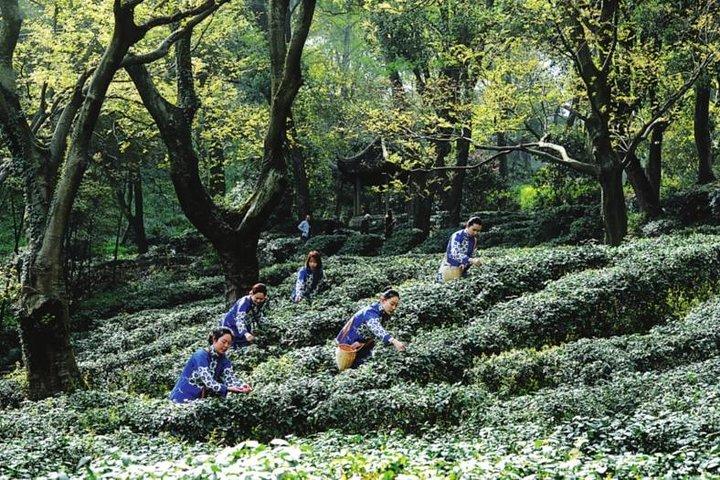 Halbtägige private, maßgeschneiderte Suzhou-Highlights mit Mittag- oder Abendessen