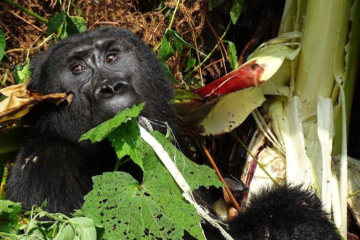 3 dages Gorilla Tracking-oplevelse - Bwindi Forest