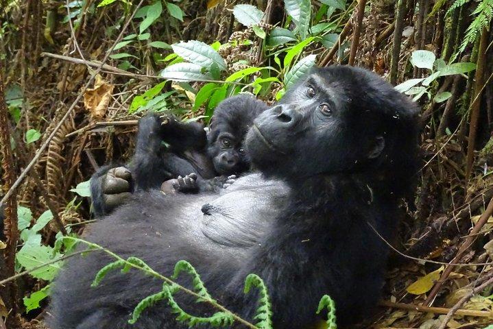 3 dages Gorilla Tracking-oplevelse - Bwindi Forest