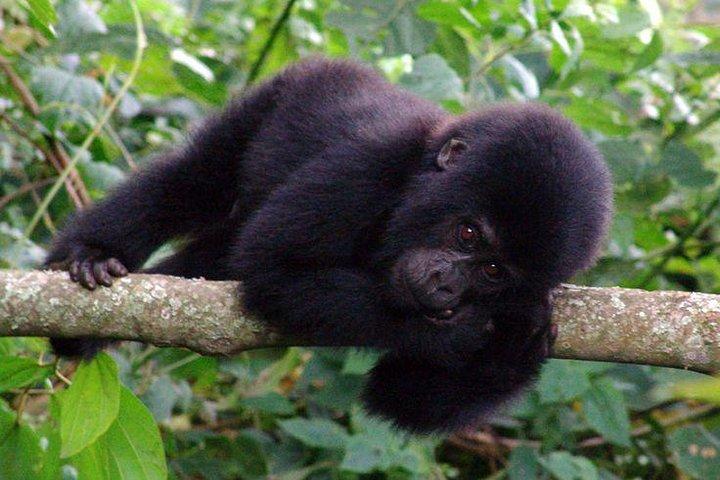 3 dages Gorilla Tracking-oplevelse - Bwindi Forest
