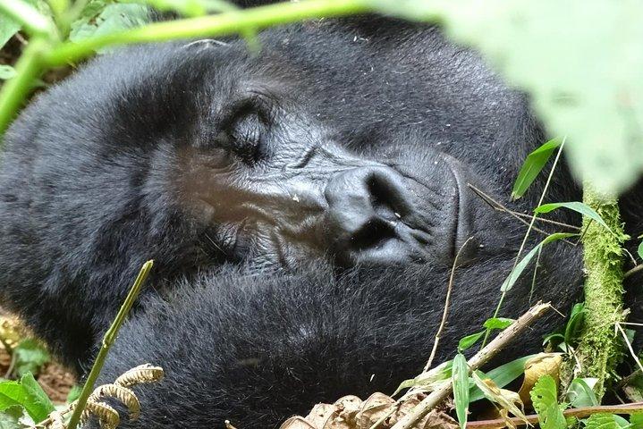 3 dages Gorilla Tracking-oplevelse - Bwindi Forest