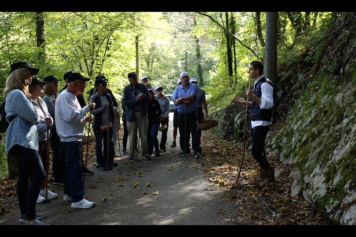 Chasse aux champignons ou aux truffes