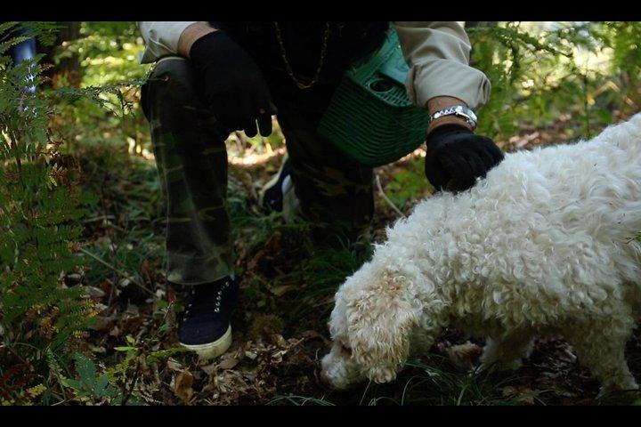 Chasse aux champignons ou aux truffes
