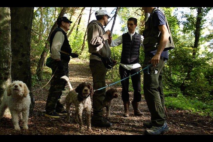 Chasse aux champignons ou aux truffes